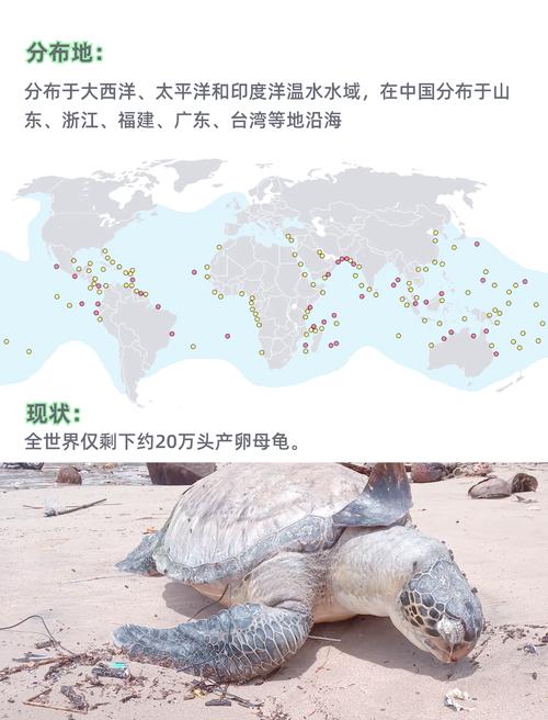 《海龟去哪儿》追踪惠惠迁徙，揭示生存挑战与保护行动（乌龟纪录片海龟去哪儿）