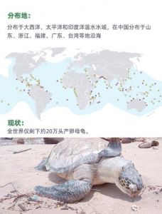 《海龟去哪儿》追踪惠惠迁徙，揭示生存挑战与保护行动（乌龟纪录片海龟去哪儿）
