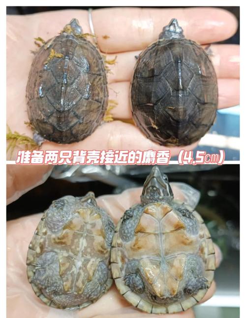 长粗尖是公，短圆是母（小乌龟分公母对比图）