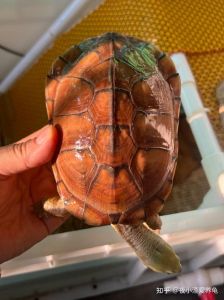 养龟互动性怎么培养？耐心陪伴最重要（黄喉拟水龟互动性怎么样）