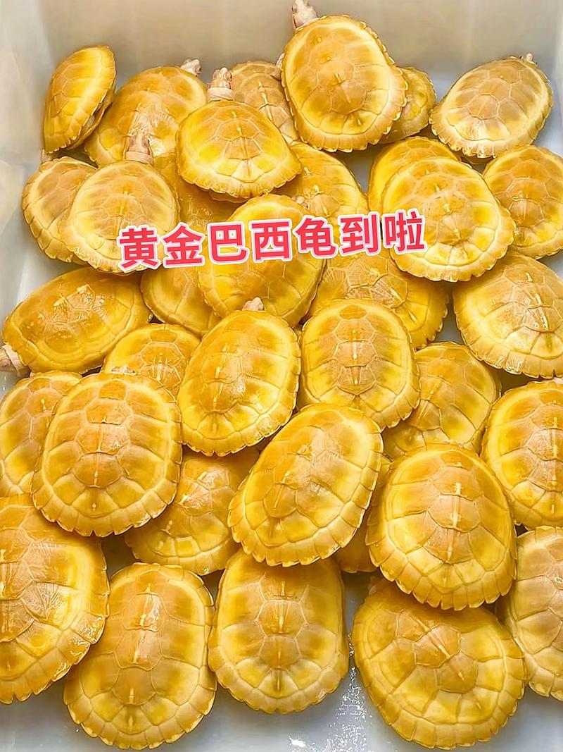 体型习性要匹配，巴西龟勿放生（黄金龟和巴西龟可以一起养吗）
