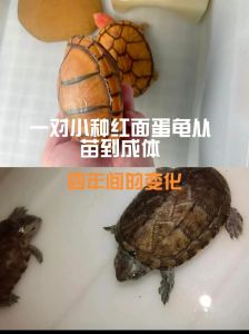 母龟产蛋多没受精？教你辨受精蛋！（乌龟养两个母会生小龟吗）