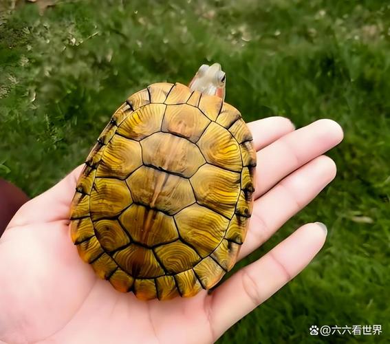 巴西龟入侵生态，放生违法需警惕（外来物种入侵巴西龟）