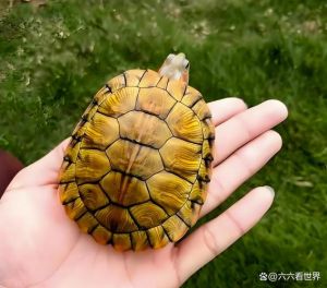巴西龟入侵生态，放生违法需警惕（外来物种入侵巴西龟）