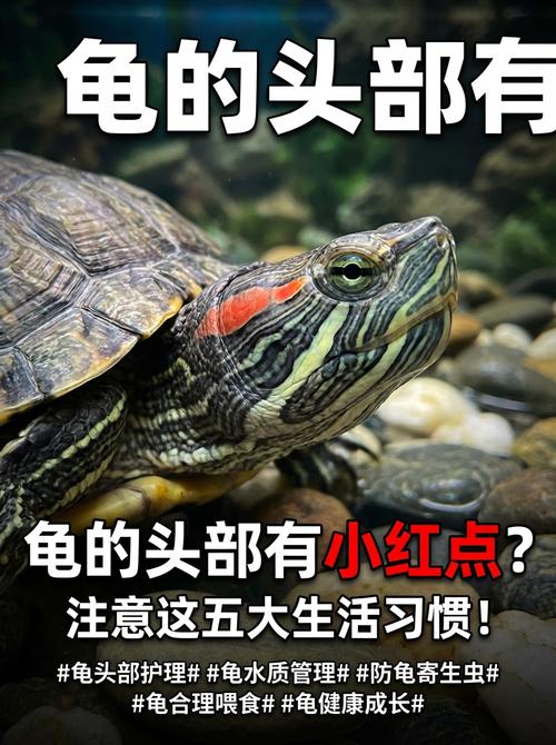 龟头小红点怎么办？（龟的头上有小红点图片）