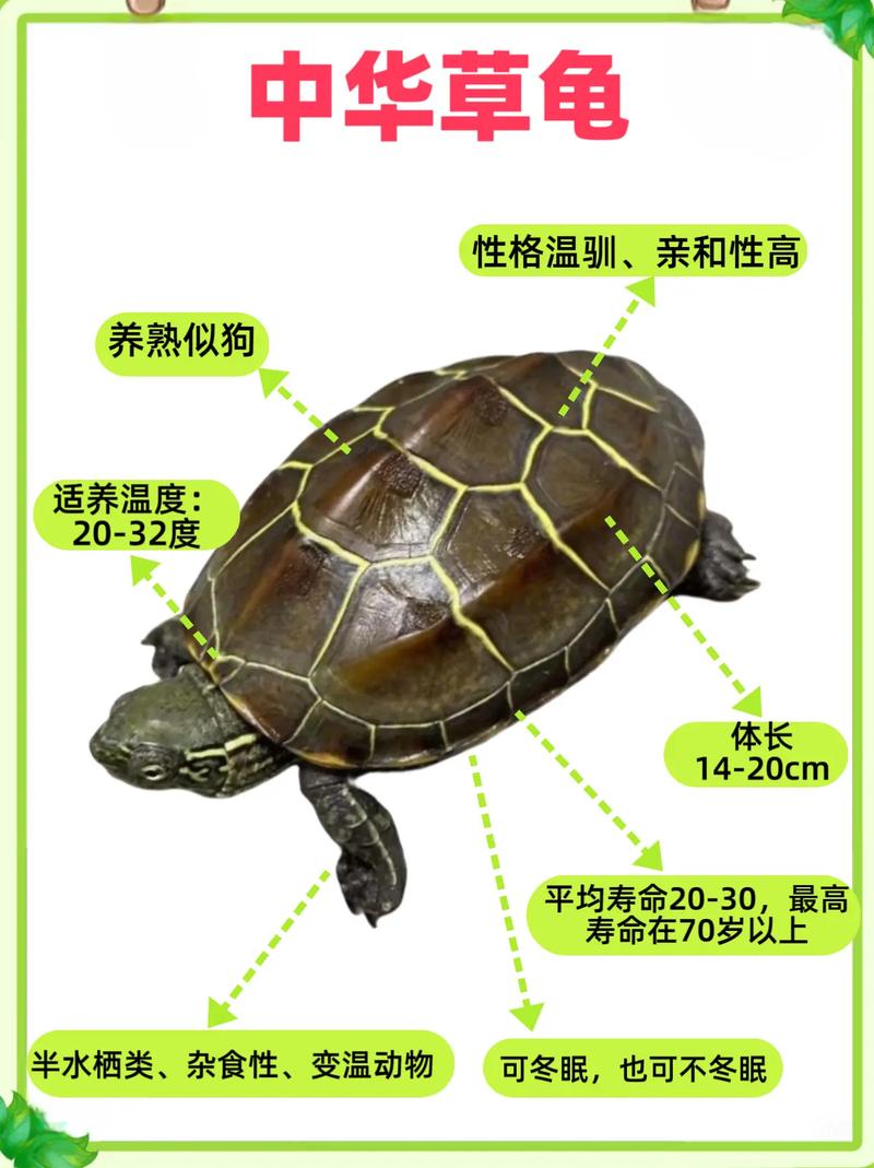 龟公母看尾巴和肚子，区别大着呢！（乌龟公母的区别图片）