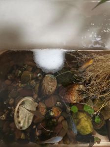 龟缸白泡？水质肥了，快换水清残饵！（龟缸里结一串白色泡泡）