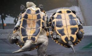 龟公龟母怎么分？看尾巴看体型！（母龟和公龟怎么区别）
