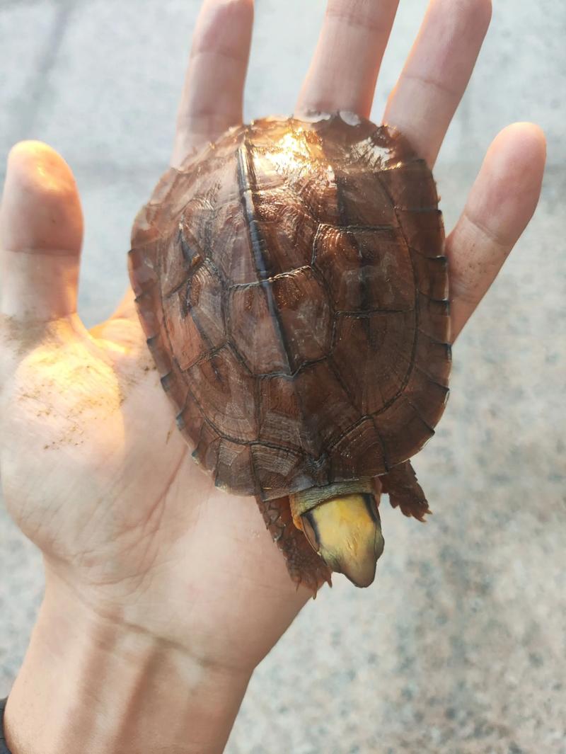 钓友捕获国家一级保护动物缅甸陆龟，呼吁保护野生动物（黄色肚皮有黑点的乌龟是什么龟）