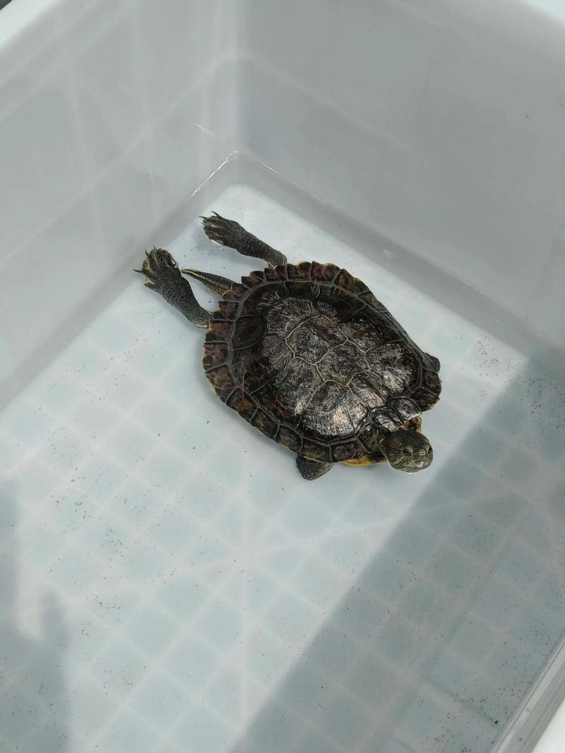 巴西龟常见变异品种及辨识特点（巴西龟照片成年母龟）