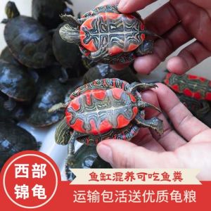 西锦龟深水饲养全攻略（西锦龟是深水龟还是浅水龟）