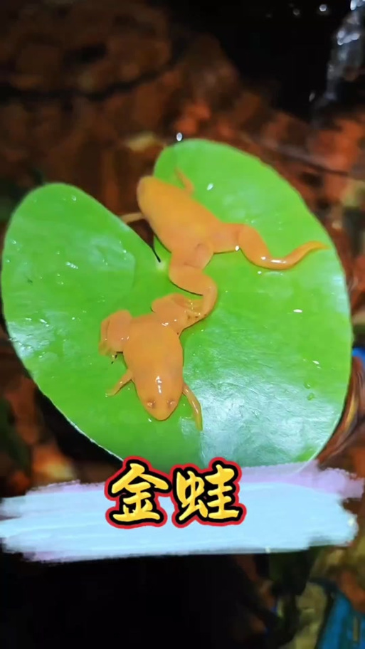 呆萌招财好宠物（黄色的宠物青蛙是什么蛙）