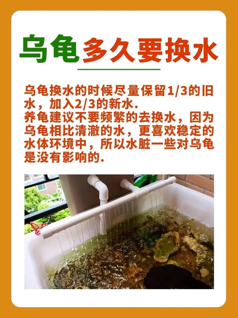 冬天乌龟养水看水温，低就干养，高就加温（冬天养乌龟要放水吗）