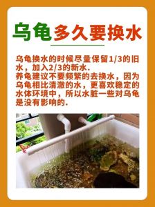 冬天乌龟养水看水温，低就干养，高就加温（冬天养乌龟要放水吗）