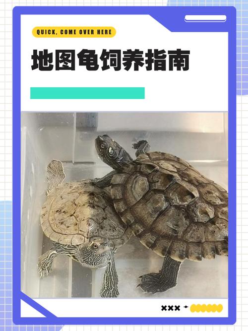 环境稳定，饮食荤食，勤换水，保持卫生（地图龟饲养注意事项）