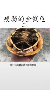 乌龟咬尾巴怎么办？看这里！（乌龟咬另一只乌龟的尾巴）