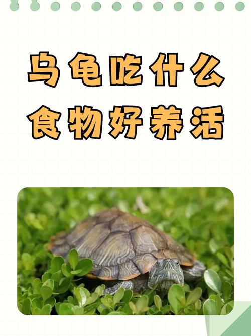 巴西龟幼龟喂红虫虾泥，成龟吃蔬菜，注意营养均衡和喂食频率（巴西龟吃蔬菜还是吃肉）