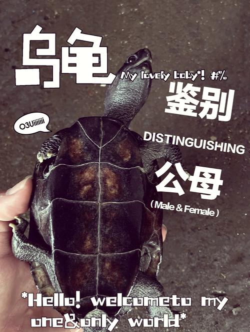 乌龟公母笑话，自然幽默欢乐，分寸需把握（公乌龟和母乌龟的笑话）