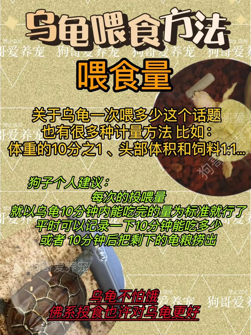 幼龟高蛋白，成年均衡，频率随年龄变（巴西龟吃什么食物一般几天喂食一次）