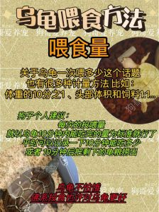 幼龟高蛋白，成年均衡，频率随年龄变（巴西龟吃什么食物一般几天喂食一次）