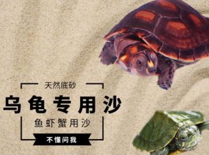 沙土保湿好，体弱水温32℃（广东冬天乌龟放水里还是沙子）