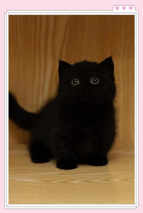 黑色猫咪有啥品种？性格外貌都不同（黑色宠物猫是什么品种）