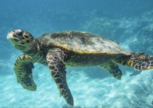 乌龟陆海两栖壳可缩，海龟海洋鳍肢长且泪（乌龟 海龟）
