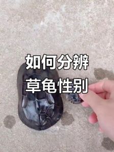 草龟公母辨与饲养小知识（草龟公母哪个长得快）