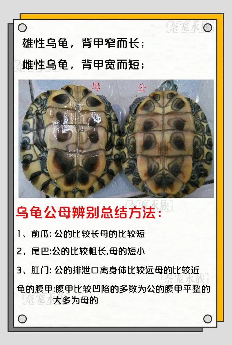 公龟母龟如何区分？看这几点！（公龟和母龟的区别照片）