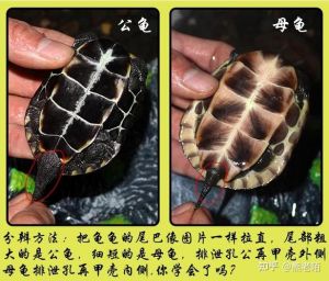 看腹甲尾巴泄殖孔（中华土龟小乌龟公母怎么分图解）