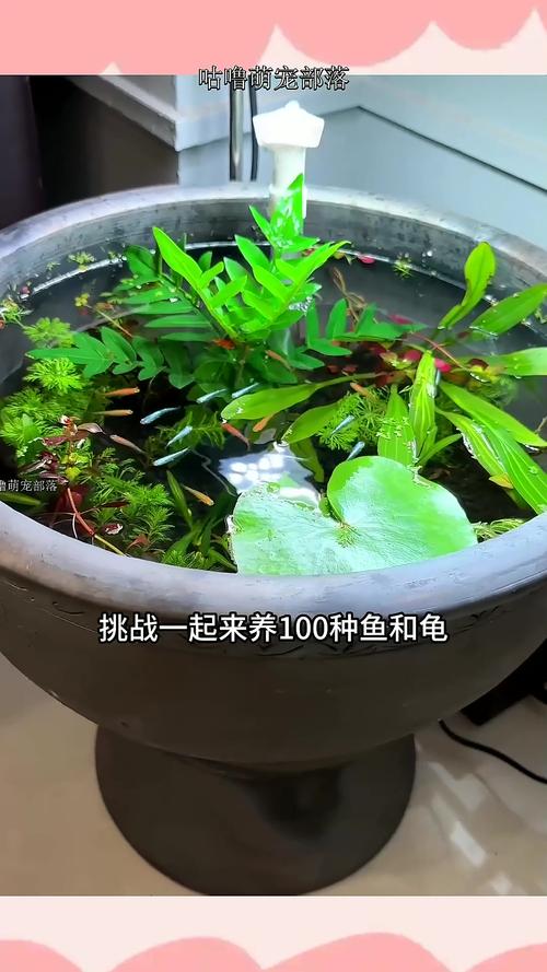 色彩鲜艳好养的青鳉（青鳉观背在龟缸里的作用）