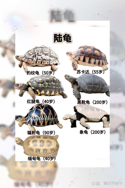 品种识别与养护全攻略（乌龟品种区分图片）