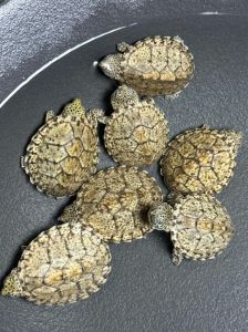 养剃刀龟，选对缸和喂好食很关键！（剃刀龟饲养注意事项）