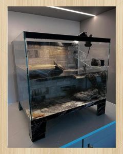 龟水位怎么设？看种类调深浅（龟缸到底放多少水）