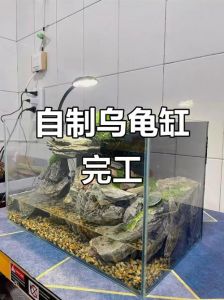 巴西龟龟缸布置全攻略（巴西龟龟缸布置图）