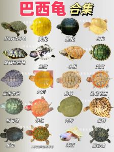 巴西龟与草龟区别及混养注意事项（巴西龟与草龟的区别）
