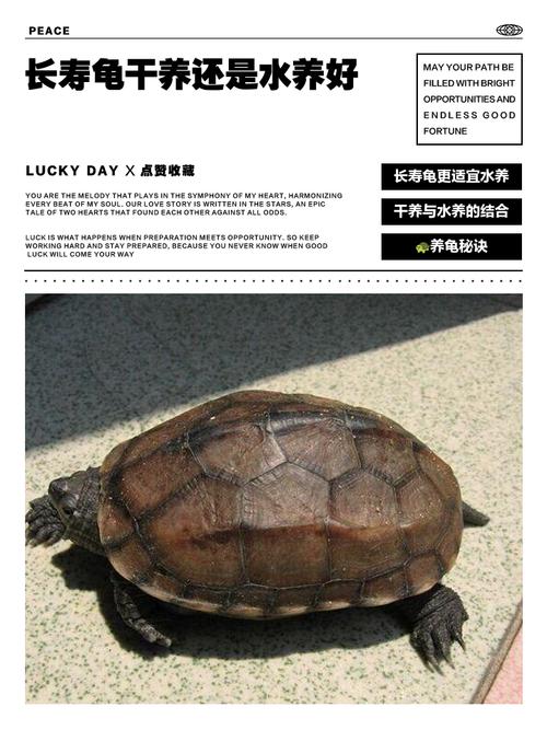 乌龟水养还是干养？养护关键看这几点（小乌龟干养还是水养好）
