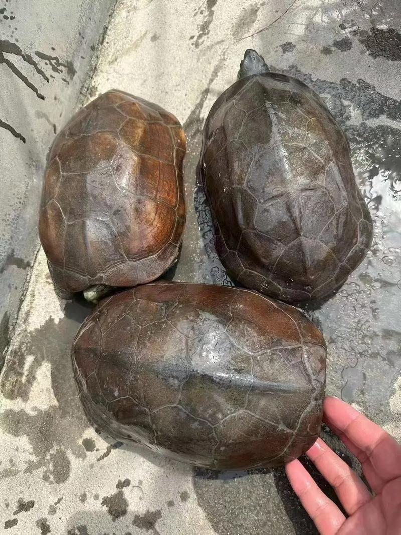 尺寸与空间，责任与科学养龟（二十公分的乌龟多大了）