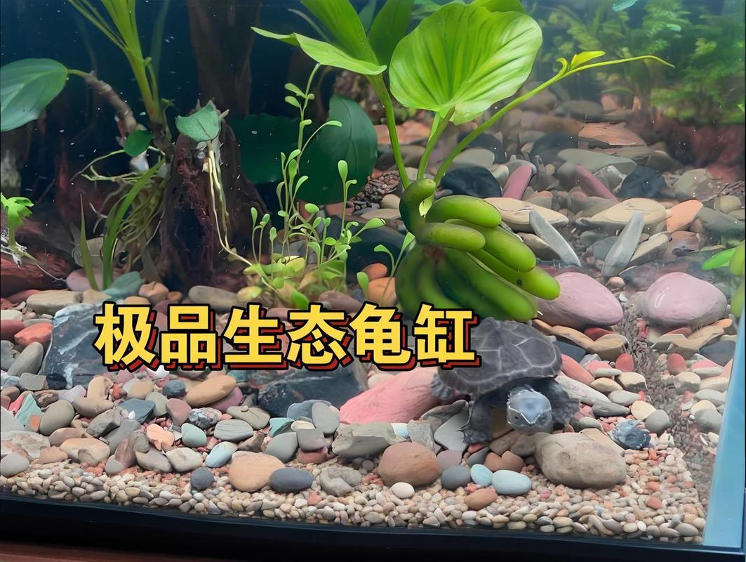 龟鱼不能混养，水深食性都相克（乌龟能放鱼缸里和鱼一起养吗）