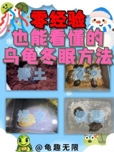 小乌龟冬天怎么养？看温度干湿养（小乌龟冬天干养还是水养好）