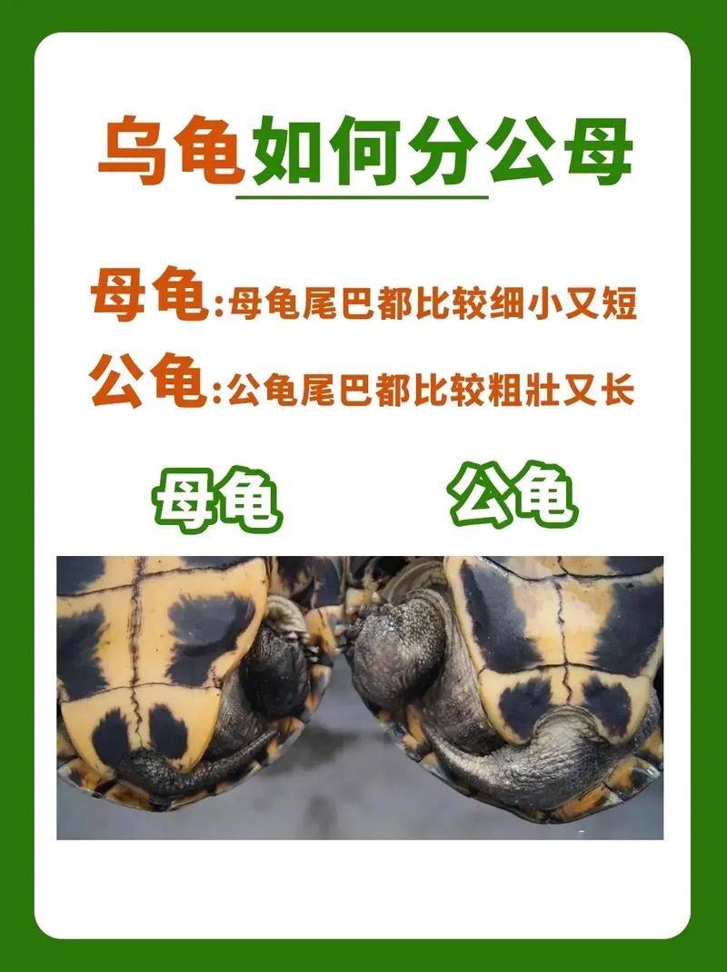 本土温和VS入侵活泼（草龟与巴西龟的区别）