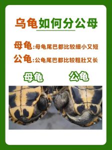 本土温和VS入侵活泼（草龟与巴西龟的区别）