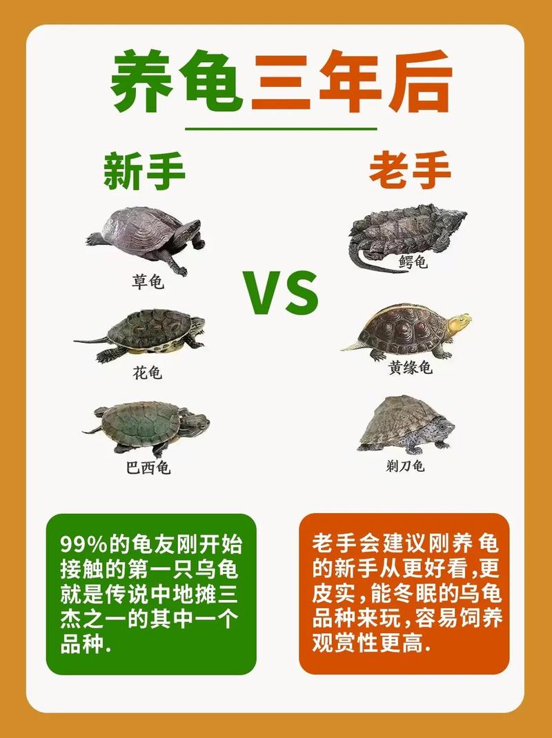 巴西龟互动强易生病，草龟安静寿命长但饲养难，选龟要考虑喜好预算（巴西龟和草龟哪个好养活）