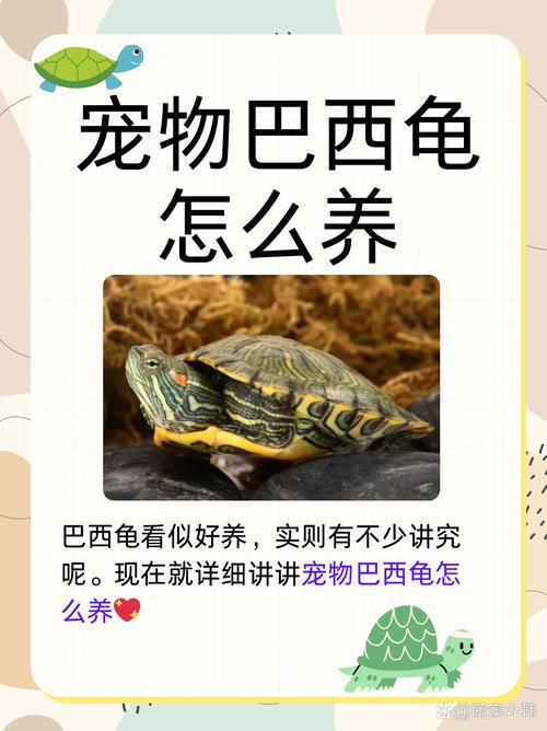巴西龟更易养活，适应力强，食性广，抗病，混养需谨慎（草龟巴西龟哪个好养）