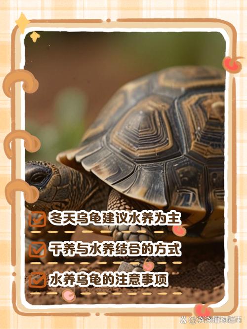 龟舍水陆平衡，湿度饮食皆关键（乌龟要水养还是干养）