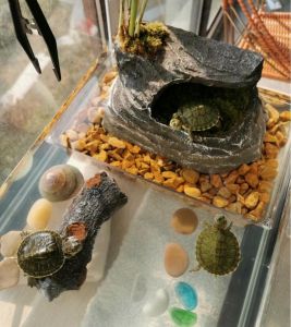 过滤植物与安全维护（草龟缸造景布置大全图）