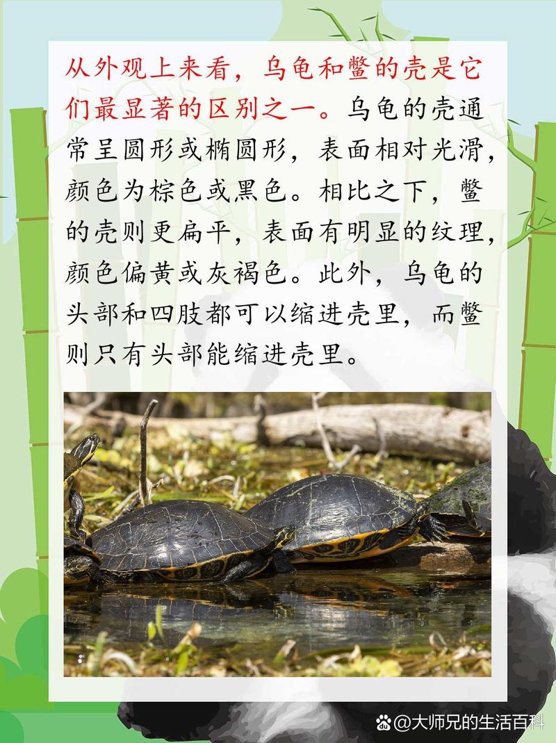 选养鳖好滋补，乌龟当宠物，看喜好选对（养老鳖和乌龟怎么选）
