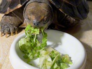 炖煮炒制营养滋补，癌症患者慎食（怎么吃乌龟方便简单）
