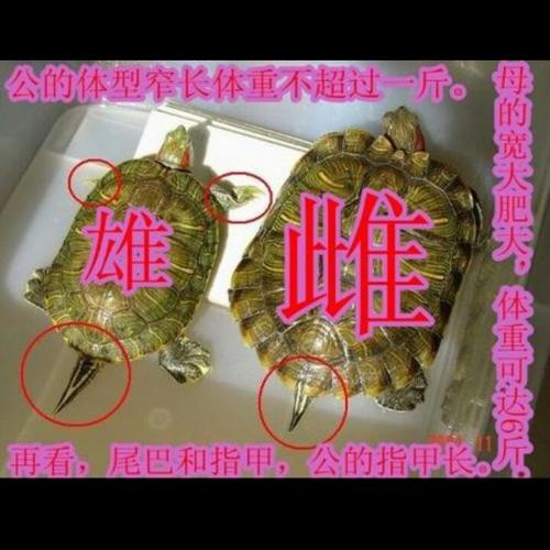 看尾巴和腹甲区分巴西龟公母（巴西红耳龟怎么分公母图解）