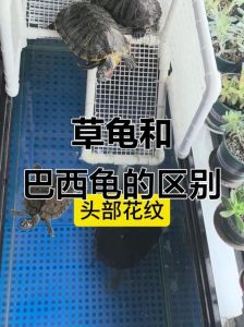 中华草龟巴西龟混养易冲突，建议选习性相近龟类（中华草龟能和巴西龟一起养吗）